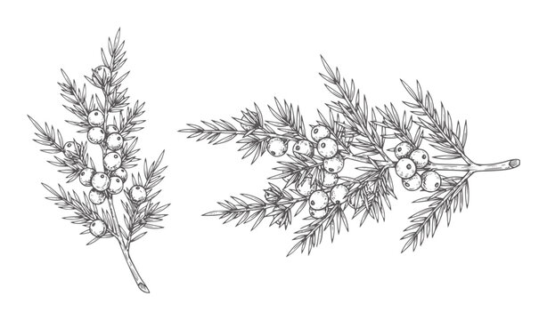 Hand drawn juniper branches with berries berry plant nature