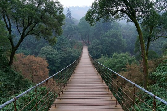 Suspension bridge through dense foggy forest leading into trees for travel background and nature landscape banner design