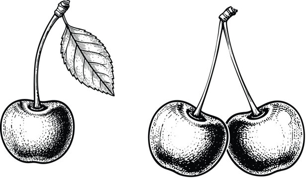 Hand drawn black and white cherry vector set. Includes single cherries and paired cherries with detailed leaves. Perfect for fruit illustrations, packaging, and menu design.