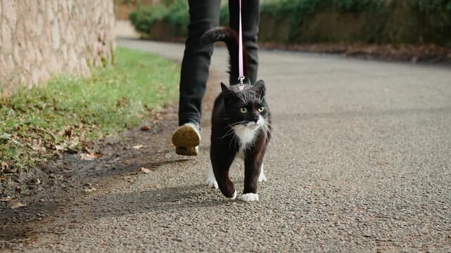 Powerful young black and white cat walking on leash along quiet outdoor path with owner. Energetic pet moving forward with confident stride and alert intense gaze. Rough pavement stretching ahead