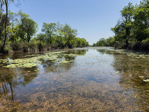 Clear Freshwater Wetland with Lily Pads, Underwater Plants and Forest Reflections, Natural Marsh Waterway Landscape, Karacabey Longoz in Bursa