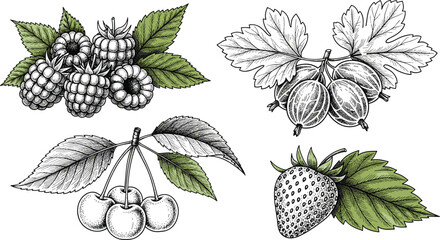 Hand drawn berry vector set with partial color. Includes cherries, strawberries, blackberries, gooseberries, and leaves. Perfect for fruit illustrations, packaging, and botanical artwork. © SNOW EVA