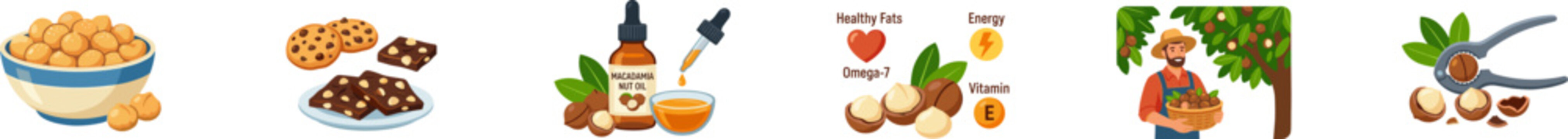 Vector set of macadamia nuts with harvest, oil, and nutrition info