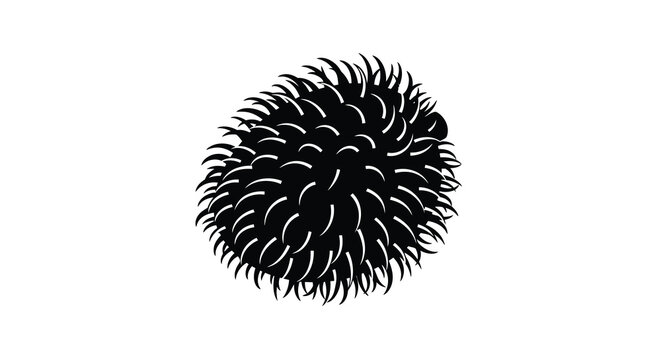 Sea urchin silhouette black vector illustration of marine life for design projects