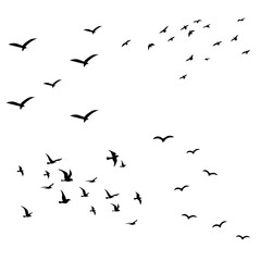 Obraz premium Flying Birds Flock Silhouettes, Migrating Birds Vector Group
