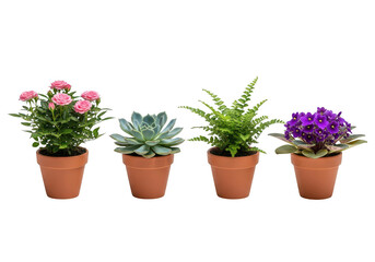 Fototapeta premium Collection of four different potted plants including roses succulent fern and violet isolated on transparent background