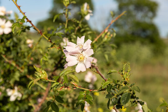 Gros plan sur des fleurs d'un rosier sauvage, p&eacute;tales de couleur rose clair et c&oelig;ur jaune, dominante d'herbes vertes en arri&egrave;re-plan