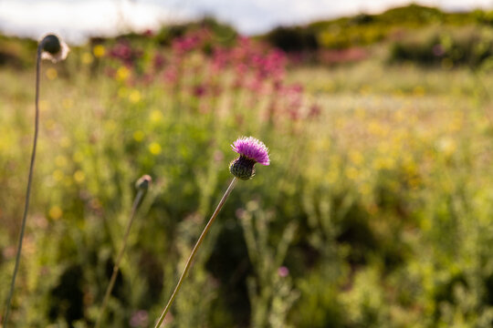 Gros plan sur une fleur rose de chardon dans une prairie fleurie, arri&egrave;re-plan naturel