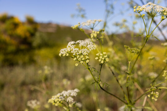 Gros plan sur des fleurs des champs blanches &agrave; grandes tiges vertes dans un pr&eacute; sauvage, colline et ciel bleu en arri&egrave;re-plan