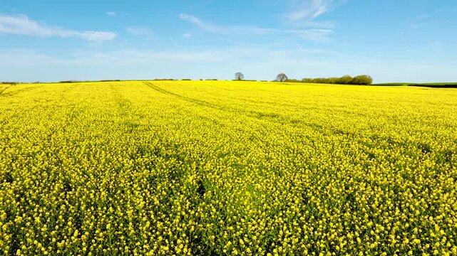 Dense flowering rapeseed plants filling foreground with rolling farmland and minimal horizon features. Natural agricultural texture focusing on plant density, spring bloom and organic farming. Endless