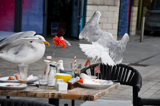 Gate crashing an outdoor lunch, two seagulls scavenge on a  discarded cafe table, enjoying the bits of food that have been left by the previous customer who enjoyed eating outdoors on a summers day.
