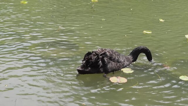 Black Swan with Red Beak (Cygnus atratus) Swimming on Water Close Up