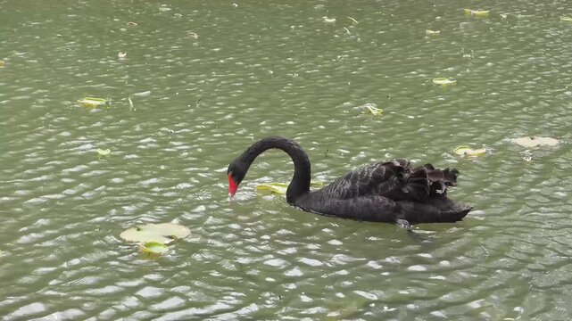 Black Swan with Red Beak (Cygnus atratus) Swimming on Water Close Up