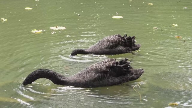 Black Swan with Red Beak (Cygnus atratus) Swimming on Water Close Up