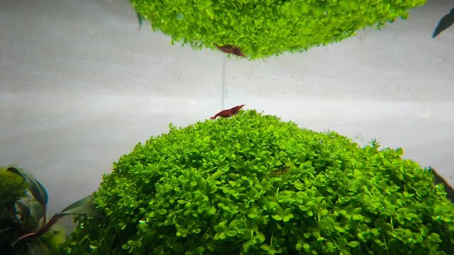 Multiple red cherry shrimp Neocaridina davidi feeding on Java moss in planted freshwater nano aquarium, group colony slow motion cinematic underwater macro video