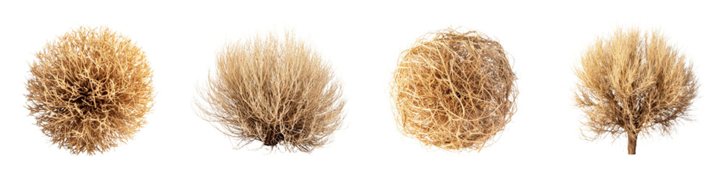 Four dry tumbleweeds and desert shrubs arranged in  row on  plain surface