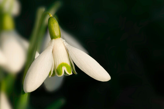 Snowdrop close up with black background