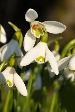 Snowdrop close up with underneath view