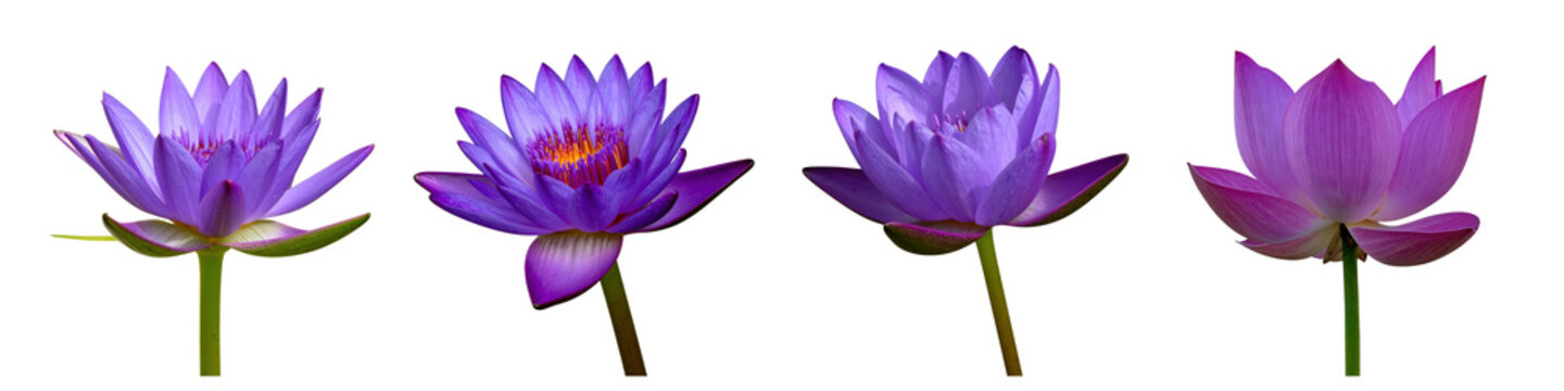 Four vibrant purple lotus flowers blooming with green stems in  horizontal collection view