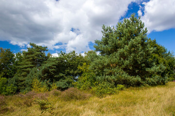 Fototapeta premium Heathland in National Park Maasduinen in the Netherlands