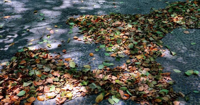 Sunlight filters through the leaves, creating dappled shadows on the leaf litter pebble ground.