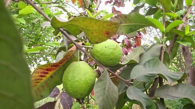 Close-up of fresh green guava fruits growing on a tree branch.