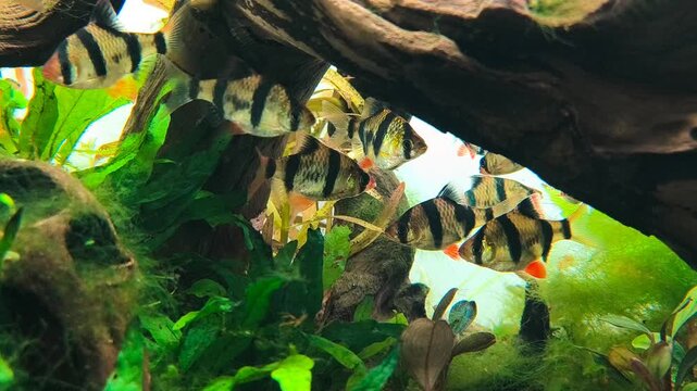 Tiger barb aquarium fish Puntigrus tetrazona schooling in planted tropical aquarium tank, colorful freshwater fish close up video