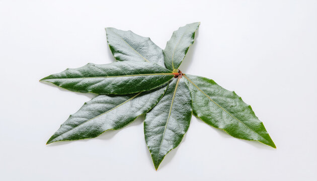 Fresh green bay leaves arranging for culinary seasoning