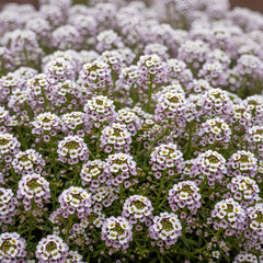 Obraz premium Closeup of Sweet Alyssum Flowers in Full Bloom.