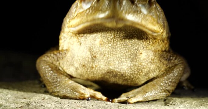 Mesoamerican Cane Toad (Rhinella horribilis) eating a cricket, slow motion