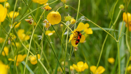 A macro shot of a bright red and black striped check beetle,  feeding on a yellow buttercup © djenev