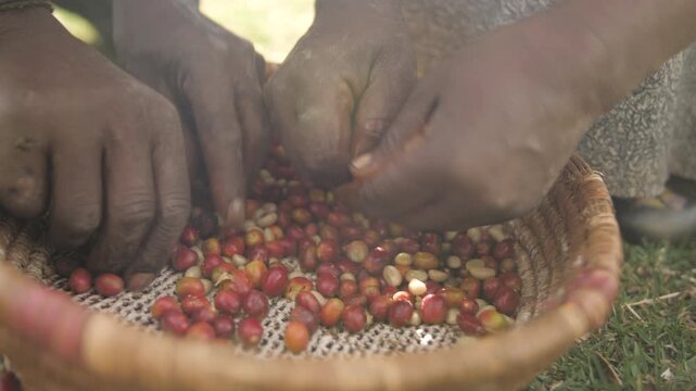 Les mains p&egrave;lent les fruits rouges du caf&eacute; dans un panier avant de les cuire, en &Eacute;thiopie