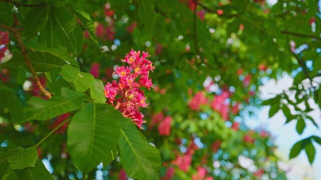 Soft pink blossoms gather on a sunlit red buckeye tree branch amid large green leaves, evoking a tranquil spring garden mood with delicate petals, vibrant color and shallow depth of field bokeh. 4K.