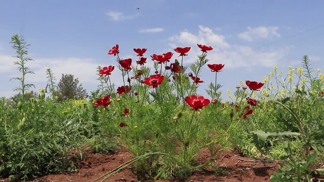 Adonis flammea is a self-growing flower on arid slopes and meadows in spring. It is known that he grew up in Diyarbakir, Sanliurfa and Mardin.

