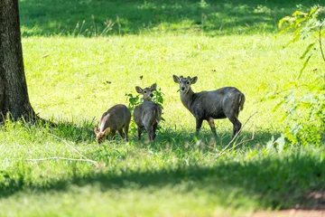 Eld's deers or brow-antlered deers standing on grass in Huai Kha Khaeng Wildlife Sanctuary in Thailand. © goldquest