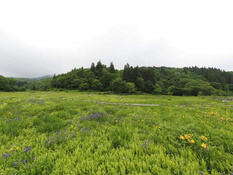 Takigashira Wetland in Aga Town, Niigata Prefecture, Japan, is a restored artificial wetland created from abandoned farmland, offering early-summer scenery with wetland plants, water insects, and rich