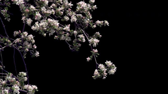 High-quality footage of a flowering apple tree branch. The transparent background (alpha channel) allows for seamless overlay on various landscapes, gardens, or motion graphics designs.