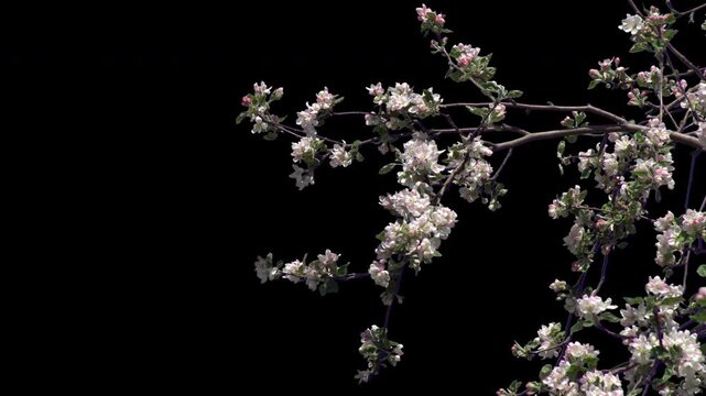 Realistic apple blossoms in full bloom. The alpha channel makes it an ideal drag-and-drop asset for filmmakers and editors looking to add a touch of spring to their scenes.