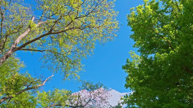 View up into a lush green canopy of trees against a vivid blue spring sky, evoking freshness, renewal and calm, 4K
