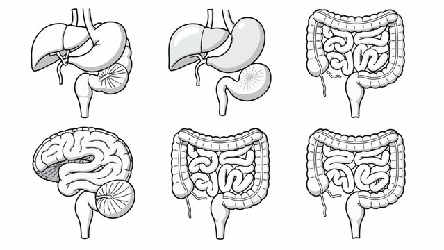 Human Internal Organs Digestive System.