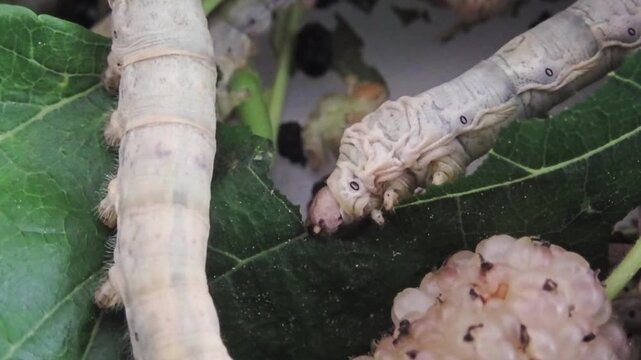 Close-up of a silkworm caterpillar eating fresh green mulberry leaves. Macro footage capturing mouth movement, texture, and feeding behavior.