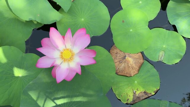 Pink lotus flower stands among green floating foliage across still pond surface forming a balanced botanical scene in a tranquil natural wetland environment. Meditation.