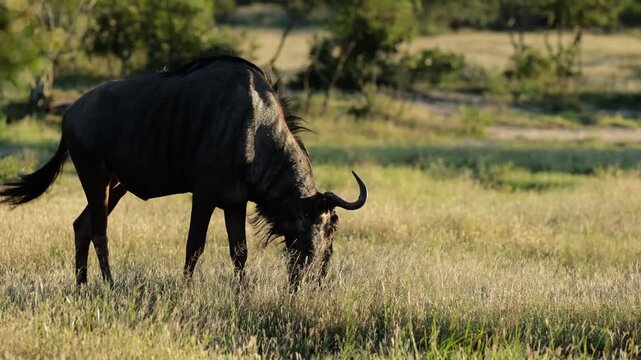  a blue wildebeest grazing early morning