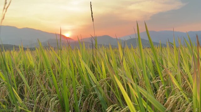 Sunset light disappears behind a distant mountain ridge above rice plants in the foreground forming a calm countryside evening landscape across the horizon. Golden hour.