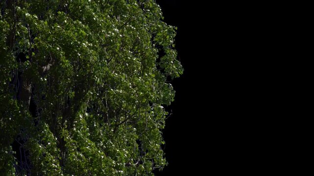 Vibrant young maple foliage captured in spring. This pre-keyed footage with an alpha channel is ideal for projects emphasizing growth, nature, and seasonal changes.