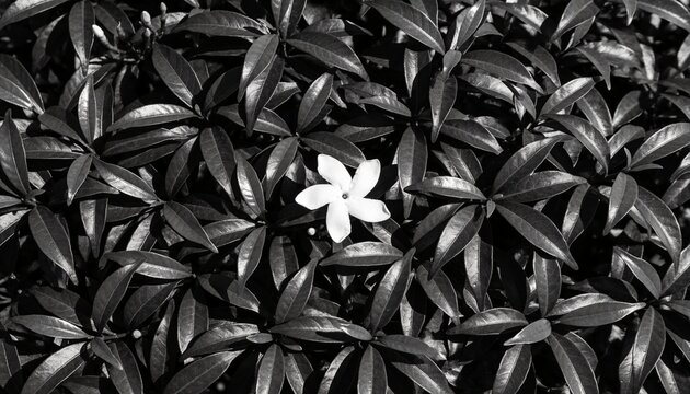 Showing single five-petal white flower resting among glossy lanceolate leaves in garden, with buds