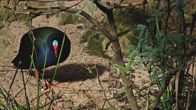 Close up of a wading bird with large feet a  Pukeko (Swamp Hen) walking around beside a pond