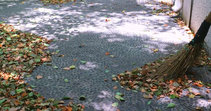 Sunlight filters through the leaves, creating dappled shadows on the leaf litter pebble ground.