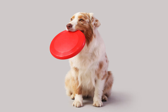 Cute Australian Shepherd dog with red frisbee on light background