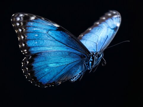 A stunning Blue Morpho butterfly displays vibrant iridescent wings and intricate white-spotted black borders against a solid black background.